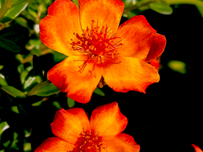 Nature-19
