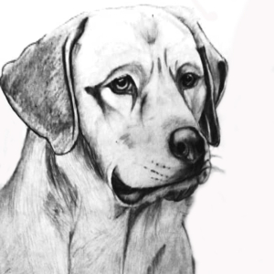 Animal(Dog).jpg